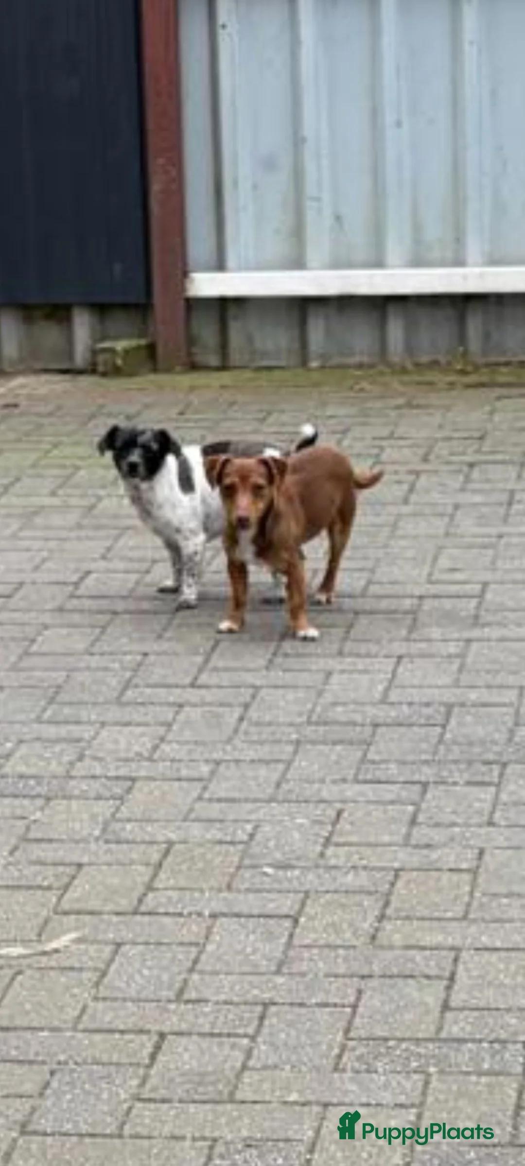 Jack Russel Terriër honden te koop: Jack russel pups REUTJES - Advertentie 15