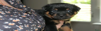 Rottweiler 4