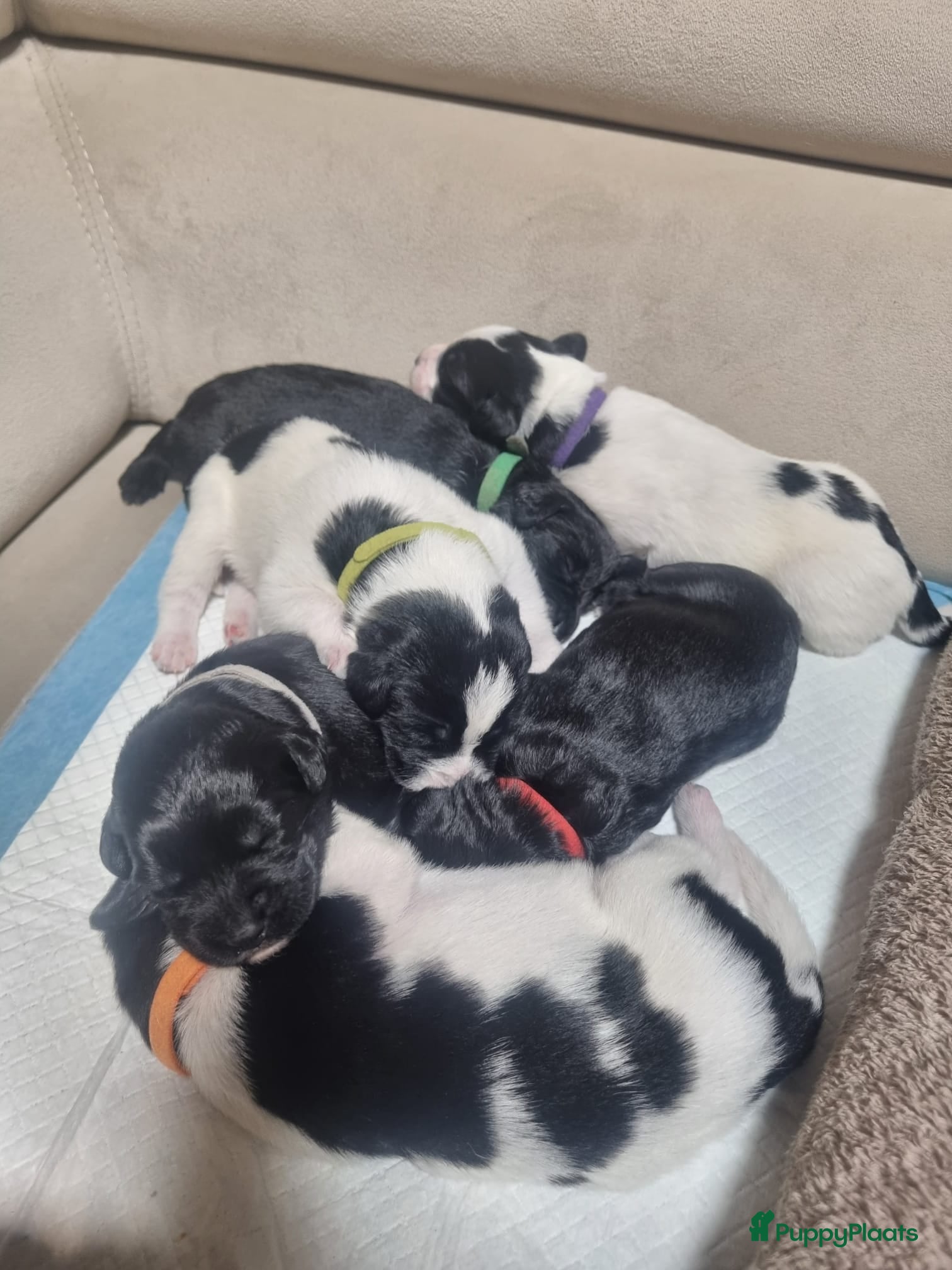 Kruising honden Labradoodle x greyhound mix - Advertentie 2