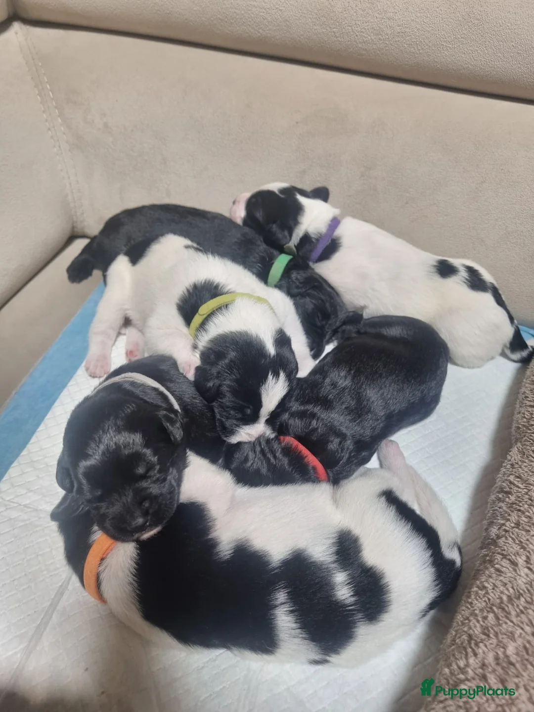 Kruising honden te koop: Labradoodle x greyhound mix - Advertentie 2