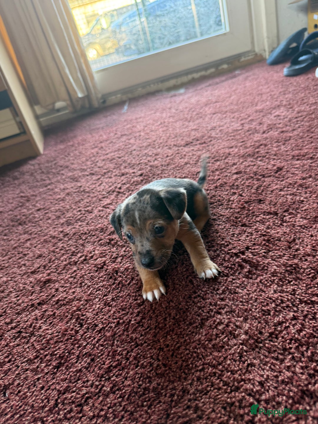 Jack Russel Terriër honden te koop: Jack Russel Pups - Advertentie 11