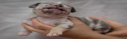 Amerikaanse Bully honden te koop: American Bully pocket pups verwacht geteste ouders - Advertentie 27