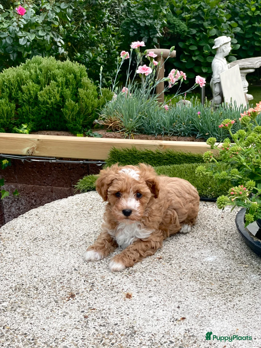 Maltipoo honden te koop: Maltipoo puppy - Advertentie 2