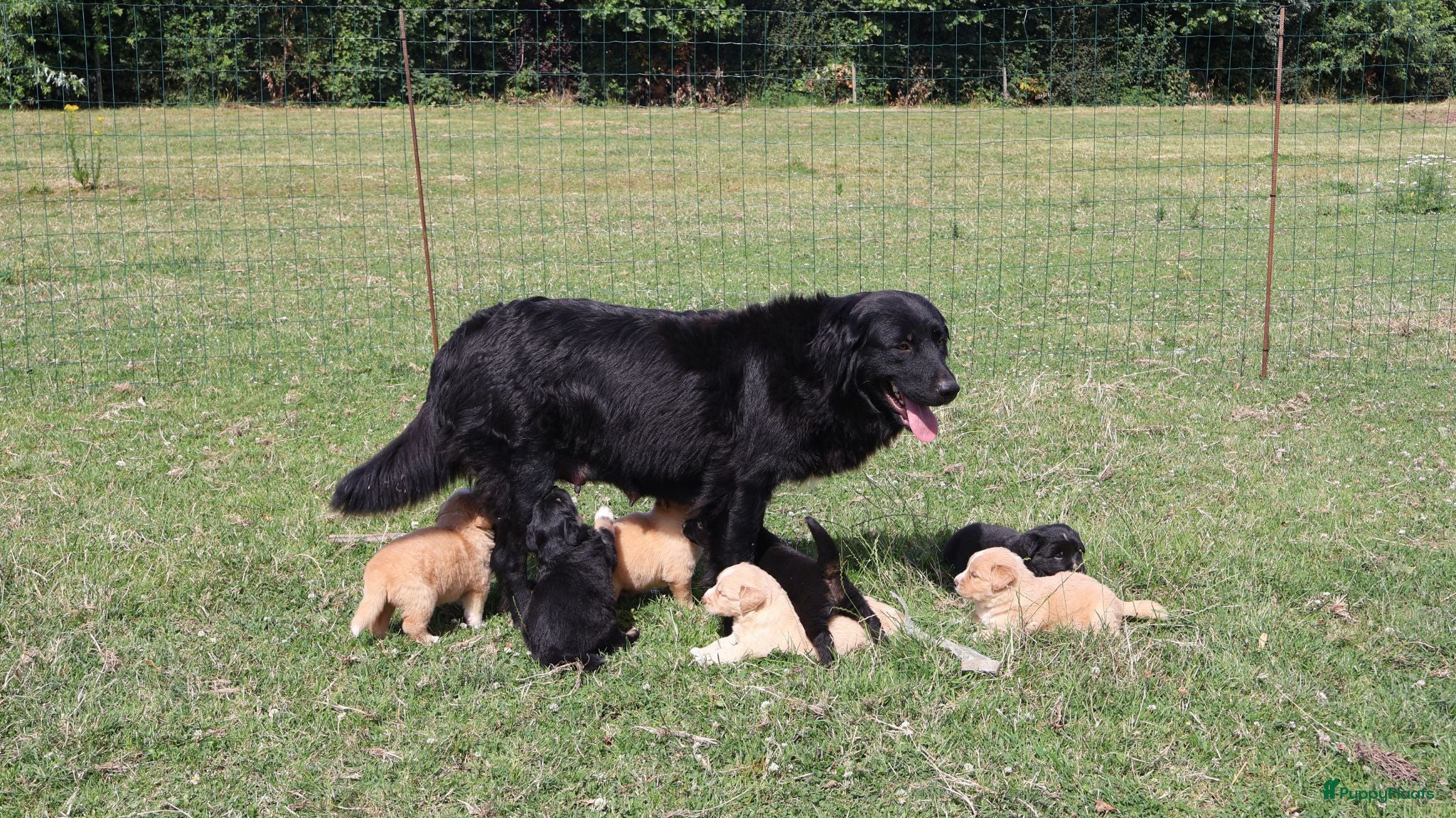 Labrador Retriever honden Wij hebben hele knappe labrador pups te koop - Advertentie 1