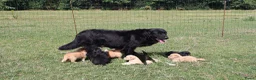 Labrador Retriever honden te koop: Wij hebben hele knappe labrador pups te koop - Advertentie 1