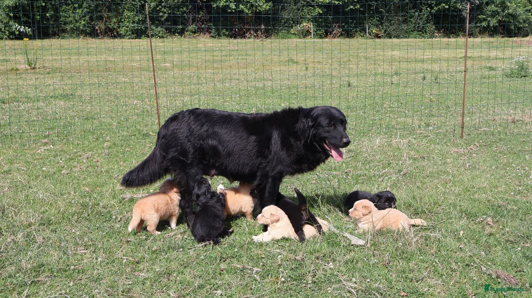 Labrador Retriever honden te koop: Wij hebben hele knappe labrador pups te koop - Advertentie 1