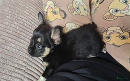 Chihuahua honden te koop: Chihuahua reutjes  - Afbeelding 4