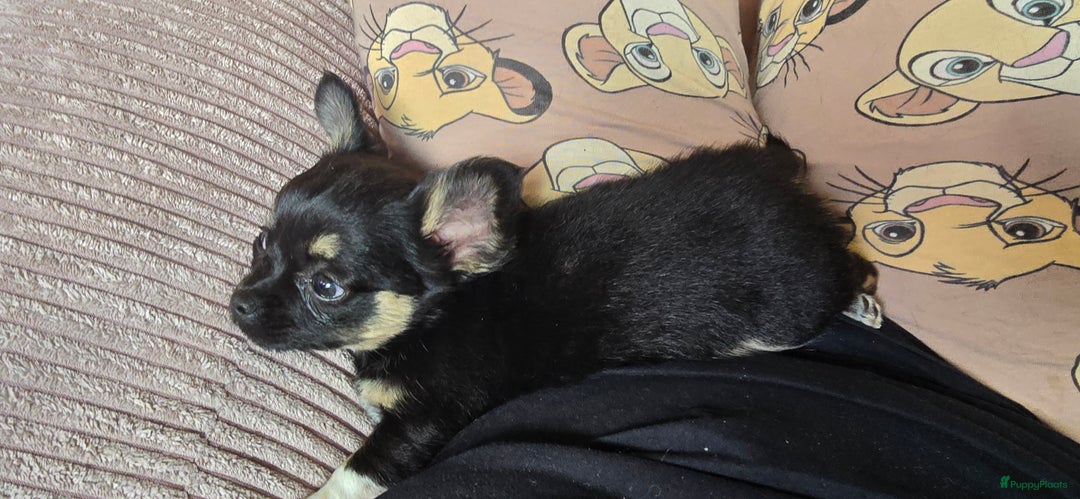 Chihuahua honden te koop: Chihuahua reutjes  - Afbeelding 4