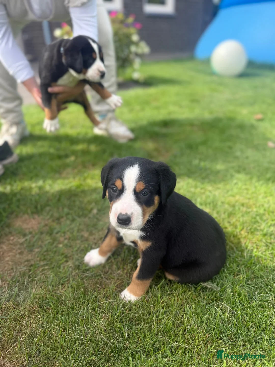 Grote Zwitserse Sennenhond honden te koop: Prachtige Grote Zwitserse Sennenpup - Advertentie 9