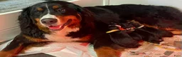 Berner Sennenhond honden te koop: Prachtige Berner Sennenpups met stamboom - Advertentie 5