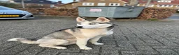 Siberische Husky honden ter dekking: Siberische Husky - Advertentie 4