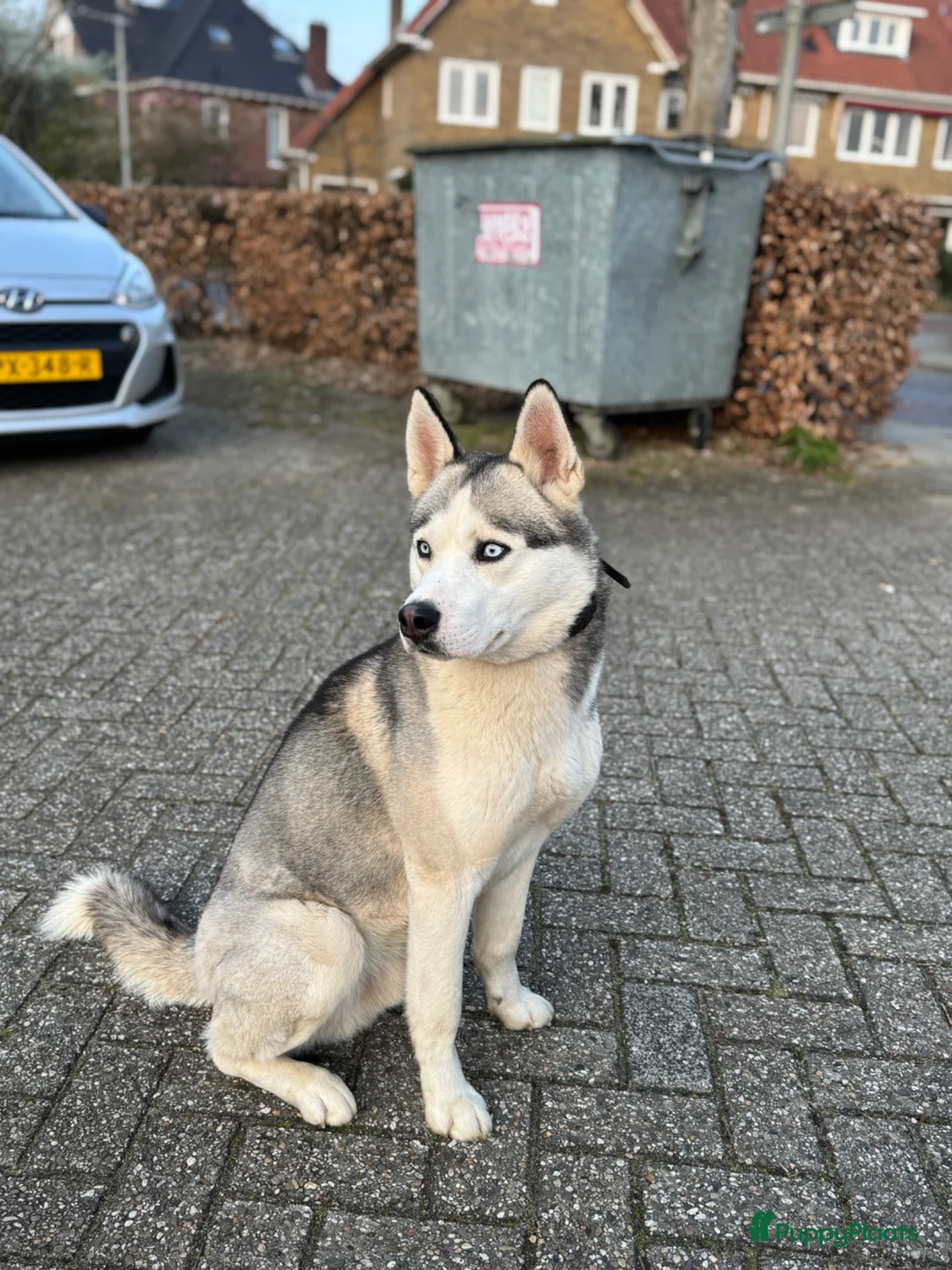 Siberische Husky honden ter dekking: Siberische Husky - Advertentie 4
