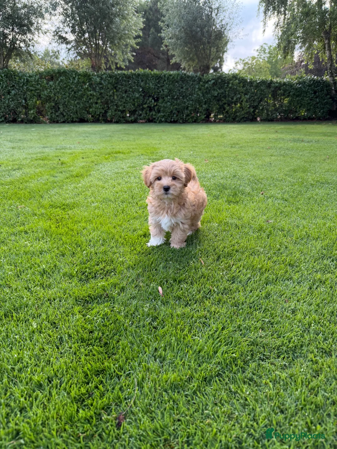 Maltipoo honden te koop: Maltipoo (Maltezer x Toy Poedel) pups - Advertentie 2