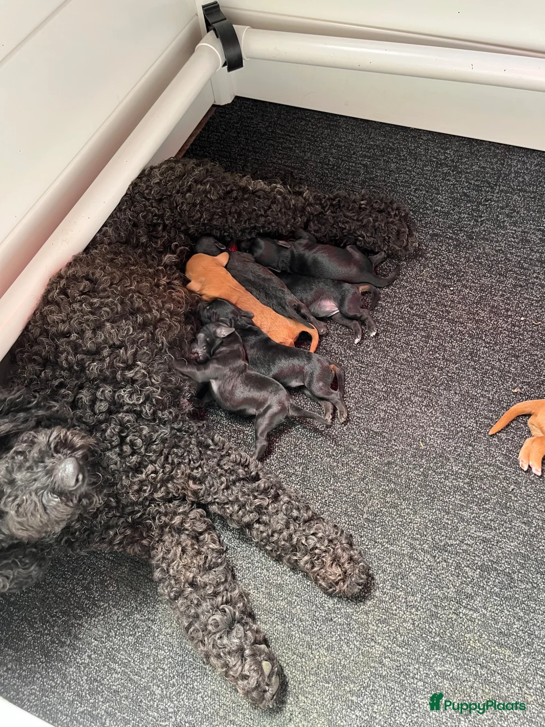 Kruising honden te koop: Mini labradoodle - Advertentie 5
