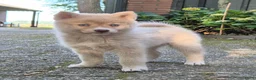Kruising honden te koop: Pomsky pups (1/4 Shiba inu) - Advertentie 2