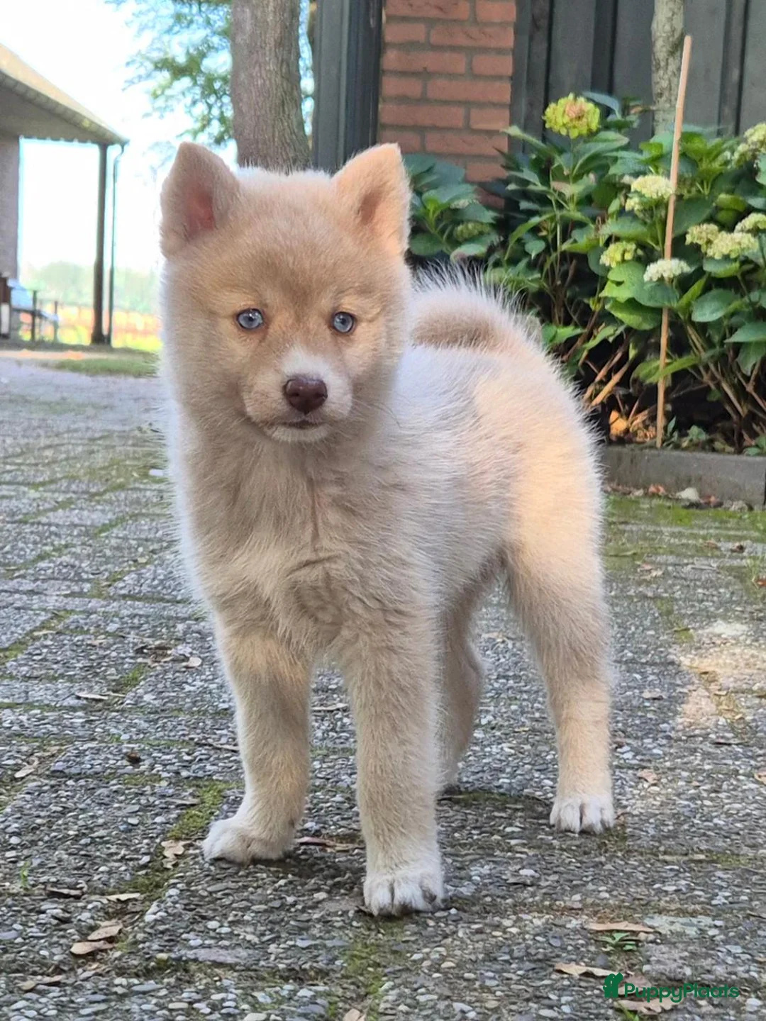 Kruising honden te koop: Pomsky pups (1/4 Shiba inu) - Advertentie 2