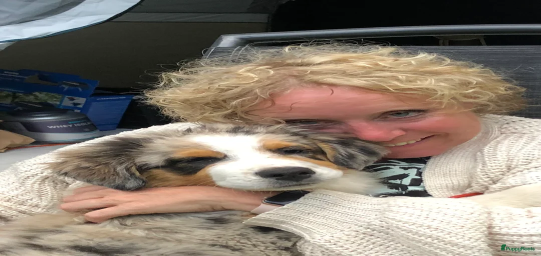 Galerij afbeelding {{count}}