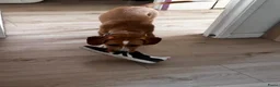 Kruising honden te koop: Lieve Tala zoekt een nieuw thuis - Advertentie 7