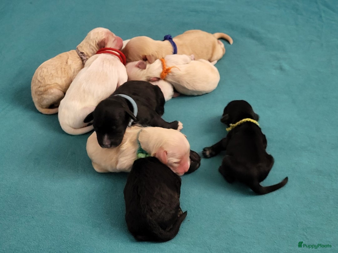 Barbet honden te koop: Prachtige barbet puppy's in Den Ham - Afbeelding 7