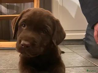 Labrador Retriever honden Lieve kindvriendelijk labrador - Advertentie 1