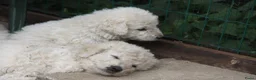 Kuvasz honden te koop: **Bijzondere Kuvasz pups uit een droomcombinatie** - Advertentie 33