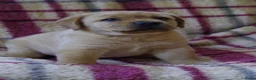 Labrador Retriever honden te koop: goudkleurig foxred labrador reu pup.  - Advertentie 3