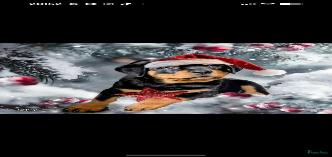 Galerij afbeelding {{count}}