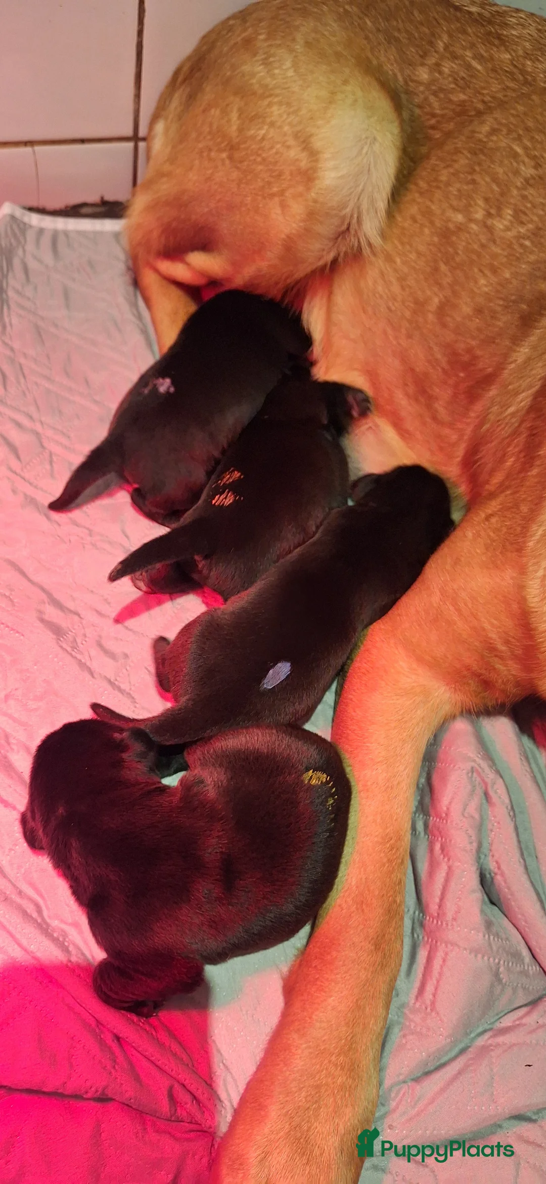 Labrador Retriever honden te koop: Gezonde en liefdevolle labrador pups - Advertentie 3