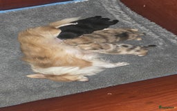 Pomchi honden te koop: Mooie pomchi puppy's - Afbeelding 5