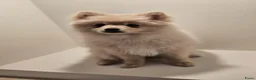 Pomeriaan honden te koop: Pomeriaan pup teefje Creme Sable - Advertentie 5