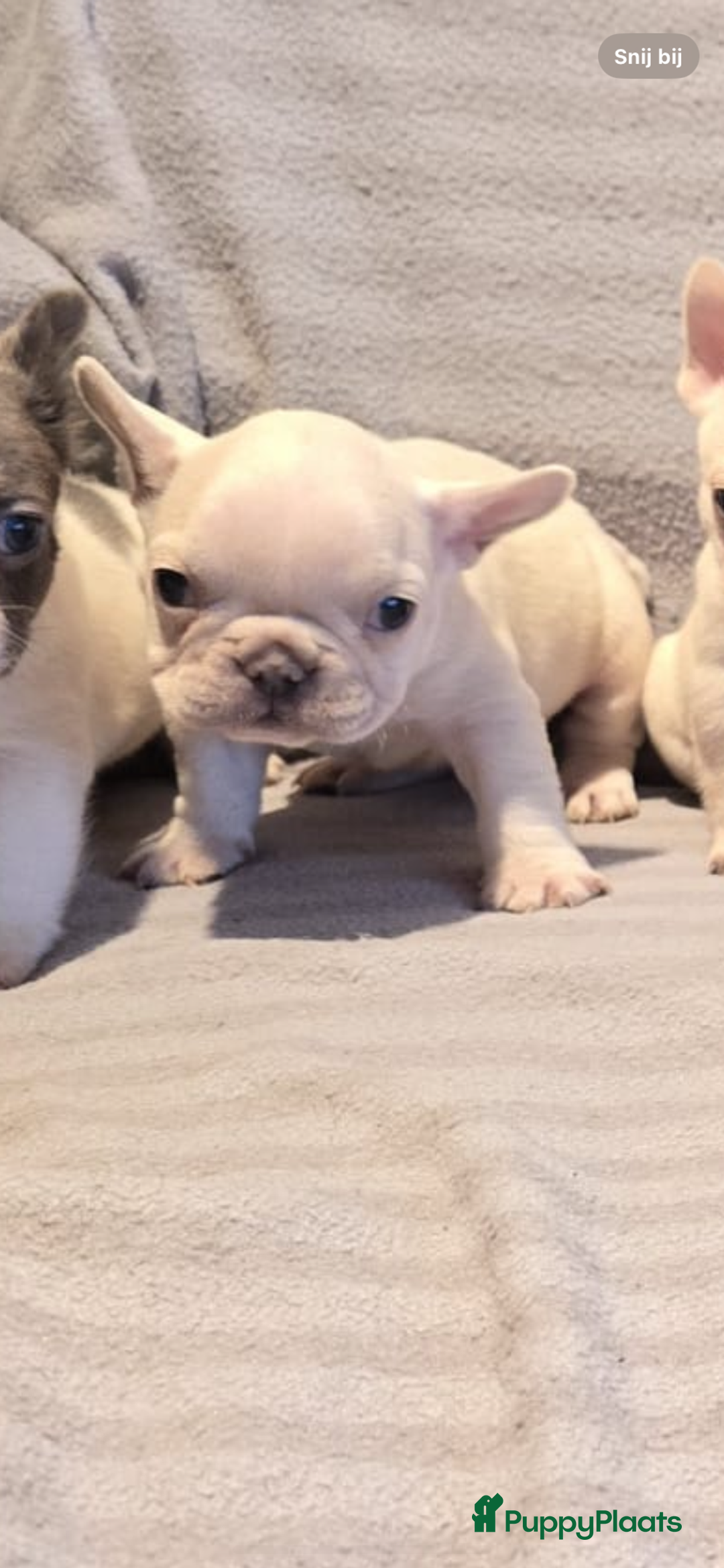 Franse Bulldog honden te koop: Knappe Franse buldogs enkele fluffy  - Advertentie 11