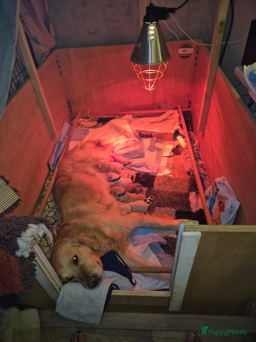 Golden Retriever honden te koop: Liefdevol en huiselijk nest Golden Retriever pups  - Advertentie 19