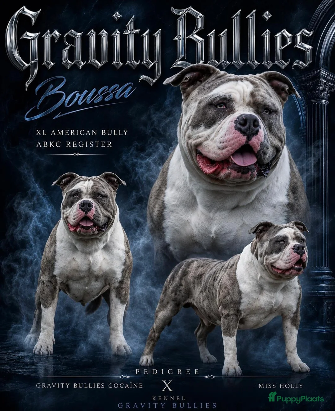 Amerikaanse Bully honden te koop: American Bully XL dekreu  - Advertentie 1