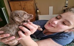 Australian Labradoodle honden te koop: Australian labradoodle Backcross micro/mini - Afbeelding 13