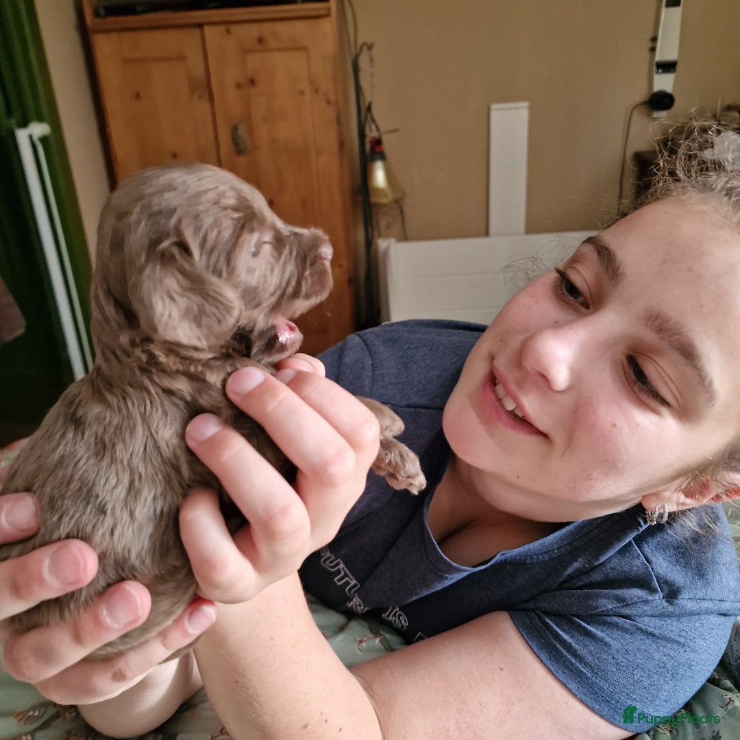 Australian Labradoodle honden te koop: Australian labradoodle Backcross micro/mini - Afbeelding 13