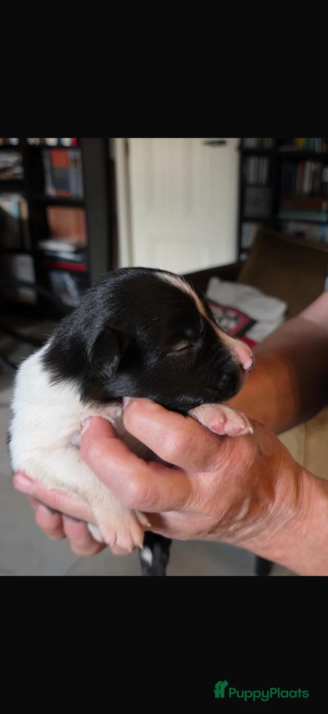 Border Collie honden te koop: Klassiek getekende zwart witte en  driekleur pups - Advertentie 3