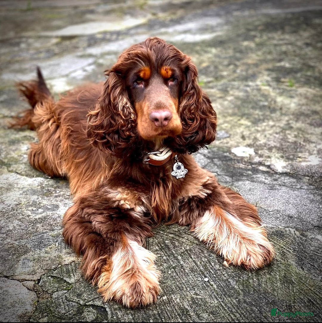 Cockapoo honden te koop: Cockapoo pups mogen het nest verlaten - Afbeelding 2