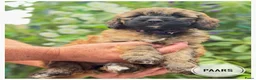 Goldendoodle honden te koop: Goldendoodle pups medium - Advertentie 4