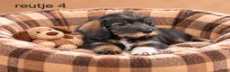 Kruising honden te koop: Super mooie kaninchen x dwerg teckel pups - Advertentie 8