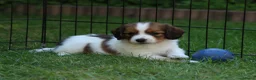 Kooikerhondje honden te koop: Raszuivere Kooikerpup reu. - Advertentie 35
