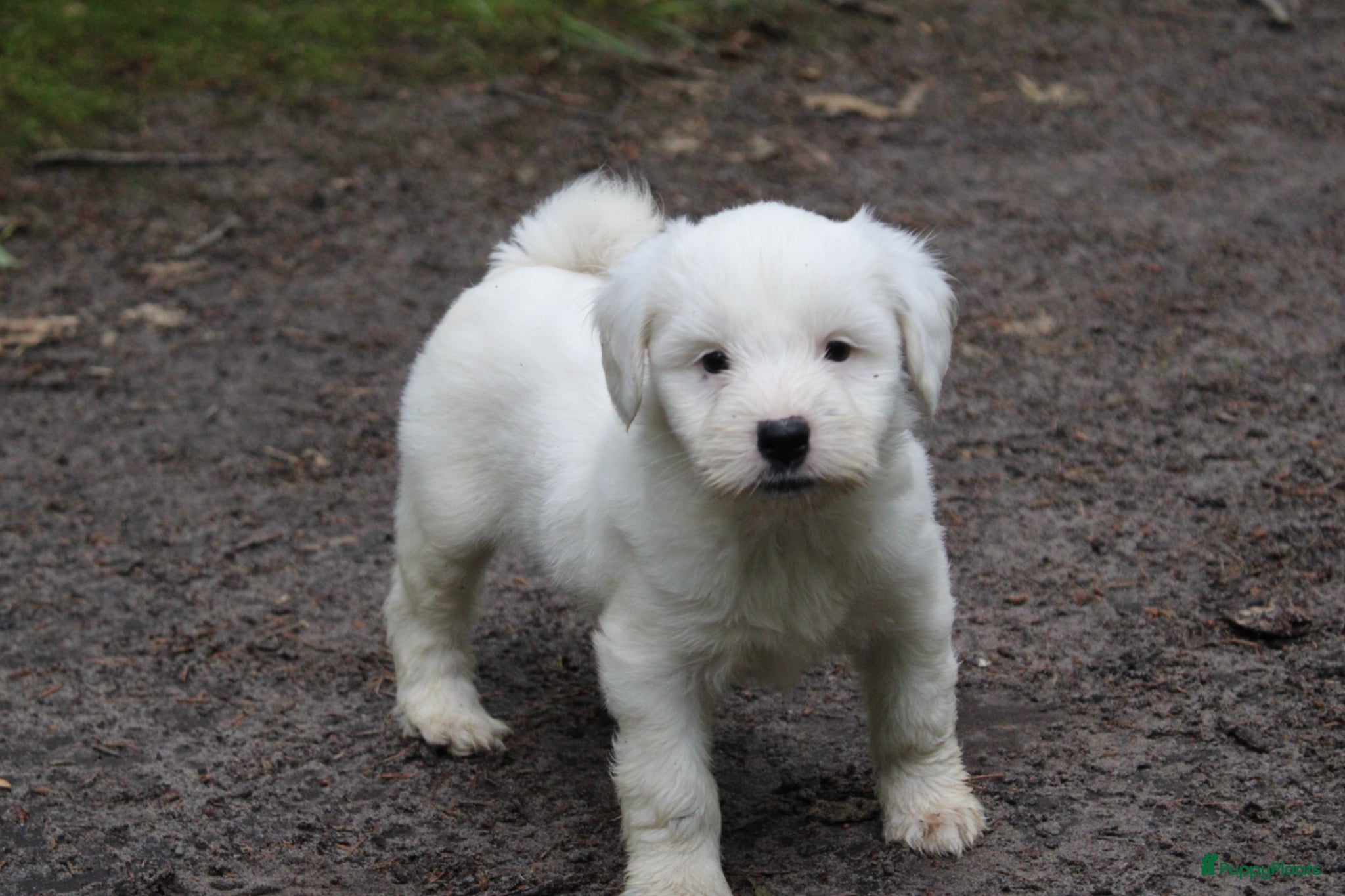 Tibetaanse Terriër honden Tibetaanse terrier pups 🩷 - Advertentie 2