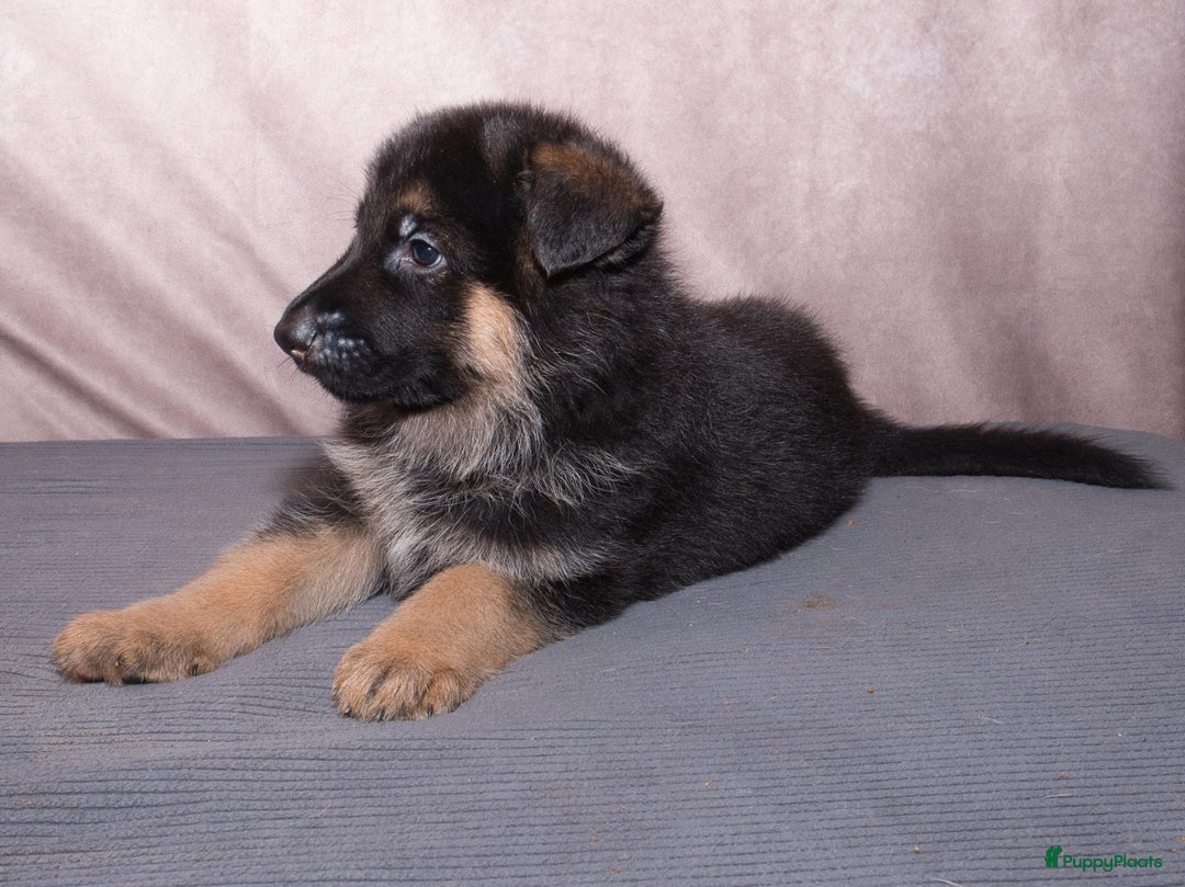Duitse Herder honden te koop: 🐾 Duitse Herder Pup te Koop  🐾 - Afbeelding 13
