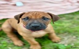 Rhodesian Ridgeback honden te koop: Prachtige en lieve ridgeback pups met stamboom - Afbeelding 2