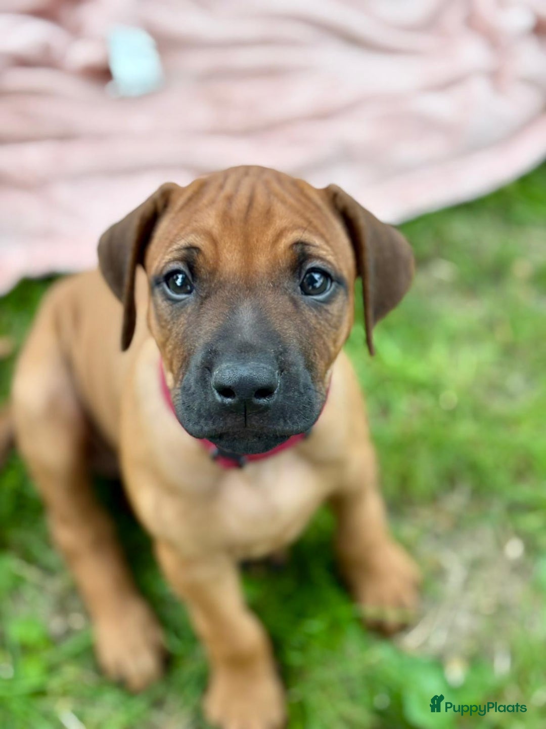 Rhodesian Ridgeback honden te koop: Prachtige en lieve ridgeback pups met stamboom - Afbeelding 2