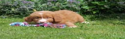 Nova Scotia Duck Tolling Retriever honden te koop: Mooie nova scotia duck tolling retriever pups  - Advertentie 4