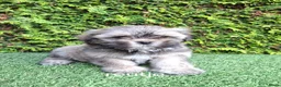 Malshi honden te koop: Zeer mooie speelse boomer pups.  - Advertentie 10