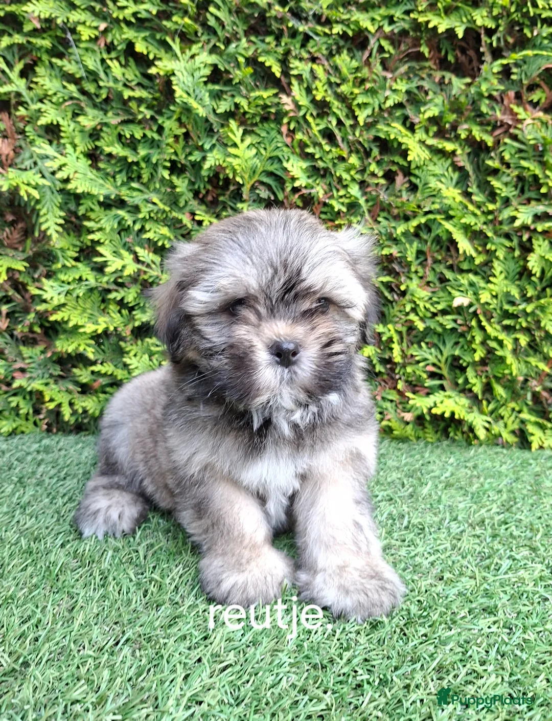 Malshi honden te koop: Zeer mooie speelse boomer pups.  - Advertentie 10