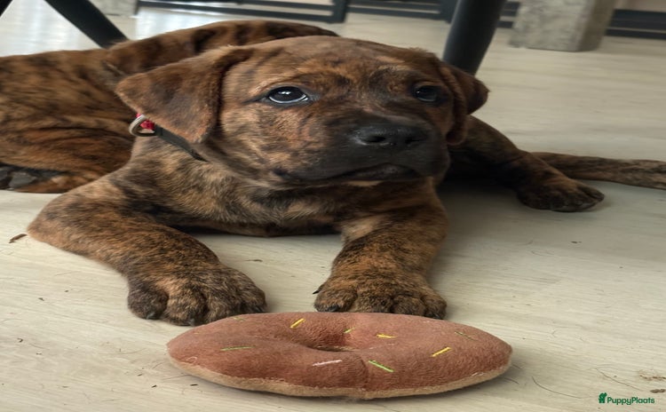 Kruising honden - Advertentie 4