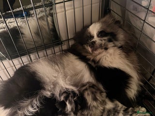 Pomeriaan honden Unieke pomeriaan - Advertentie 3