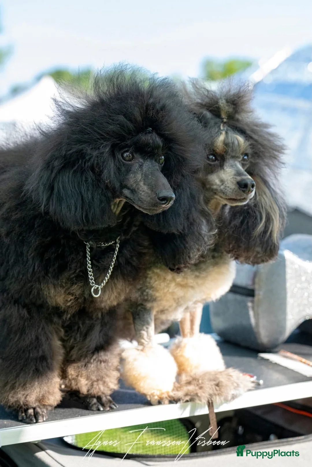 Poedel Toy honden te koop: Dwergpoedel Teef - Advertentie 1